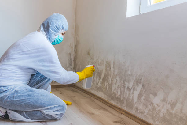 Licensed Basement Mold Remediation service in Trenton, FL - Mold Remediation HQ