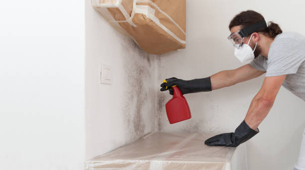 Professional Basement Mold Remediation technician working in Trenton, FL